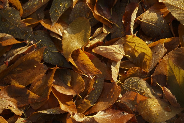 Fabulous Friday-Happy November! Pondering Gratitude